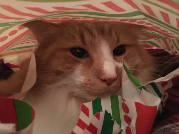 /Images/uploads/Cat Welfare Association/catwelfare2019calendarcontest/entries/6895thumb.jpg